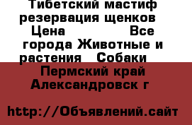 Тибетский мастиф резервация щенков › Цена ­ 100 000 - Все города Животные и растения » Собаки   . Пермский край,Александровск г.